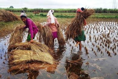 बेमौसमी वर्षाले कोशी प्रदेशमा दुई अर्बभन्दा बढीको धानबाली नष्ट